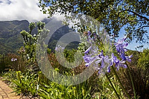 Blue African Lily Agapanthus praecox flowers with mountain background, Kirstenbosch.