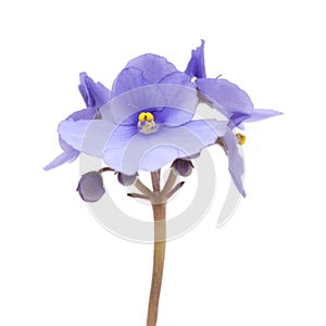 Blue african violet