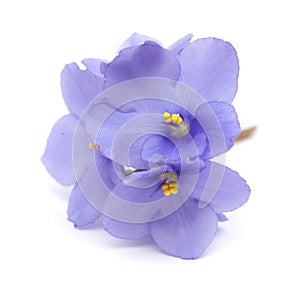 Blue african violet