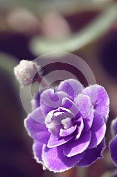 Blue african violet in the sunny day
