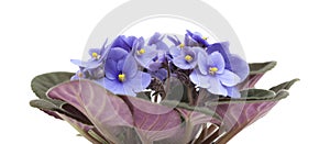 Blue african violet on white