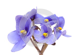 Blue african violet on white