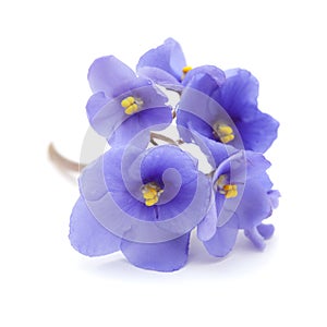 Blue african violet on white