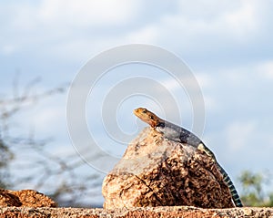 Blue Agama Lizard