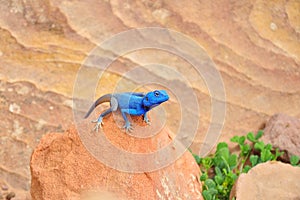 Blue Agama Lizard