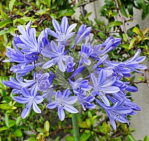 Blue Agapanthus