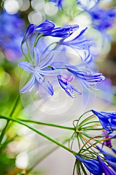 Blue Agapanthus African Lily Flower
