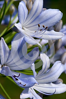 Blue Agapanthus Blossoms