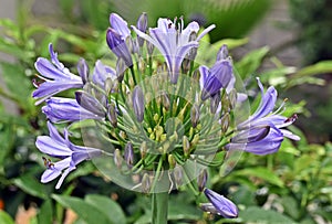 Blue agapanthus flowers