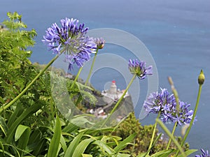 Blue agapanthus flowers against the lighthouse and the ocean