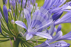 Blue agapanthus flowers on a blurry green background. Flower of Love.