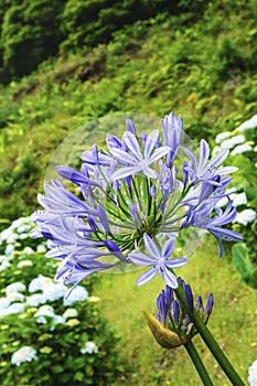 Blue agapanthus flowers on a blurry green background. Flower of Love