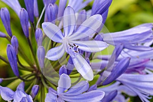 Blue agapanthus flowers on a blurry green background. Flower of Love.