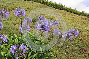 Blue agapanthus flowers on a blurry green background. Flower of Love.