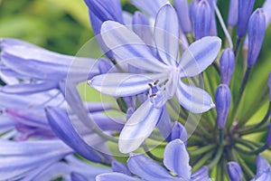 Blue agapanthus flowers on a blurry green background. Flower of Love. Agapanthus is used for indoor cultivation, landscape design