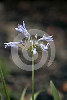 Blue agapanthus plant