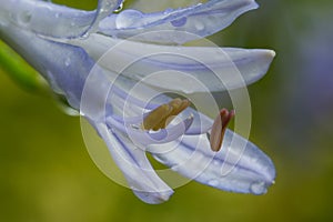 Blue Agapanthus in the Rain