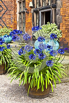Blue agapanthus in a terracotta planter.