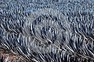 Blue agave photo