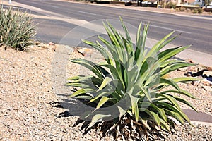 Xeriscaping with Blue Agave and Boulders photo