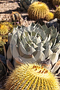 Blue agave cactus