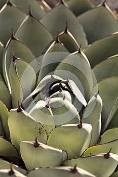 Blue agave cactus
