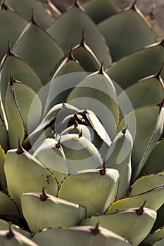 Blue agave cactus