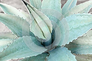 Blue Agave cactus background close up