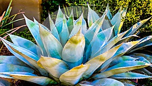 Blue Agave Cactus in desert garden