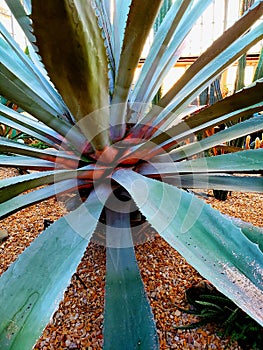 Blue agave cactus plant