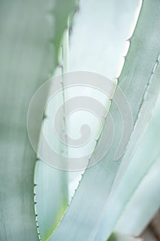 Blue agave close up, tropical plant natural background