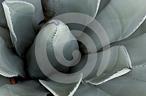 Blue Agave Closeup