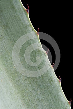 Blue agave detail