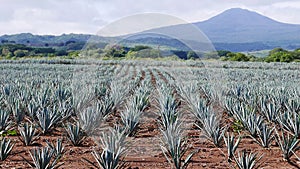 View of a Blue Agave field photo