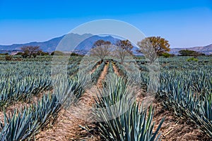 Blue Agave field in Tequila, Jalisco, Mexico photo