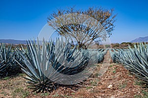 Blue Agave field in Tequila, Jalisco, Mexico