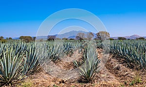 Blue Agave field in Tequila, Jalisco, Mexico photo