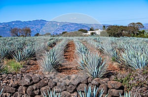 Blue Agave field in Tequila, Jalisco, Mexico