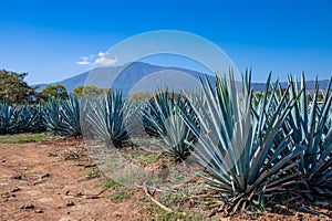 Blue Agave field in Tequila, Jalisco, Mexico