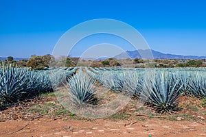Blue Agave field in Tequila, Jalisco, Mexico