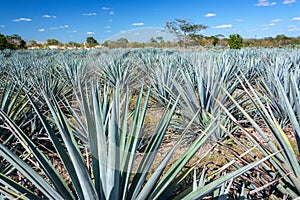 Blue Agave Field photo