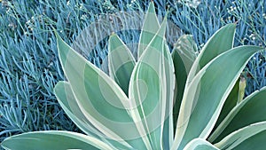 Blue agave leaves, succulent gardening in California USA. Home garden design, yucca century plant or aloe. Natural