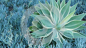Blue agave leaves, succulent gardening in California USA. Home garden design, yucca century plant or aloe. Natural