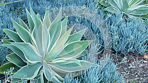 Blue agave leaves, succulent gardening in California USA. Home garden design, yucca century plant or aloe. Natural