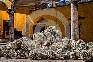 Blue agave pineapples lay in a pile in front of a large oven door