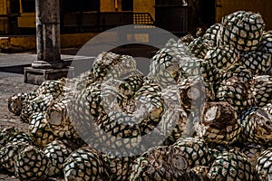 Blue agave pineapples lay in a pile before steaming, mashing and fermenting before making tequila