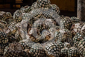 Blue agave pineapples lay in a pile waiting to be steamed before fermenting to make tequila