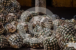 Blue agave pineapples lay in a pile waiting to be steamed, mashed and fermented to make tequila