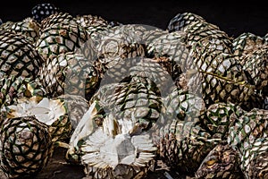 Blue agave pineapples with one split in half in the foreground