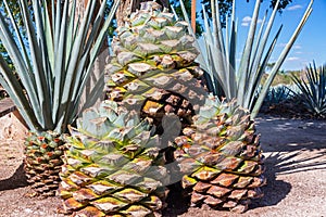 Blue Agave Pineapples
